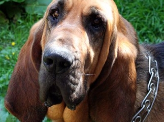 chien de Saint-Hubert
